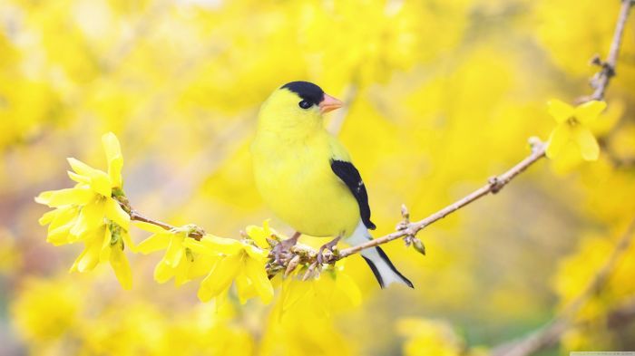 Birds and the Art of Spring