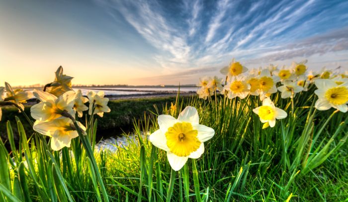 Birds and Daffodils: A Springtime Cheer