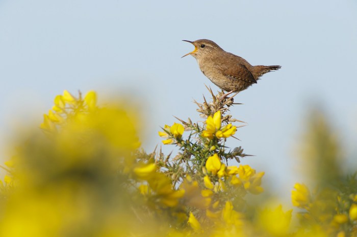 Birds and the Music of Spring