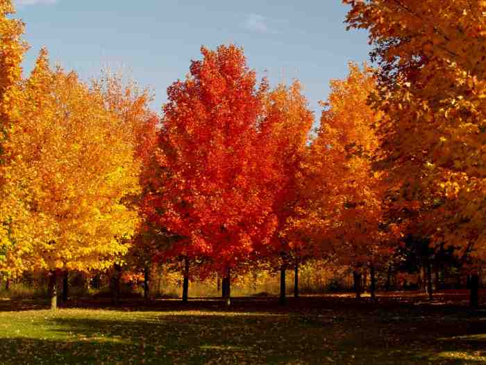 Green mountain sugar maple