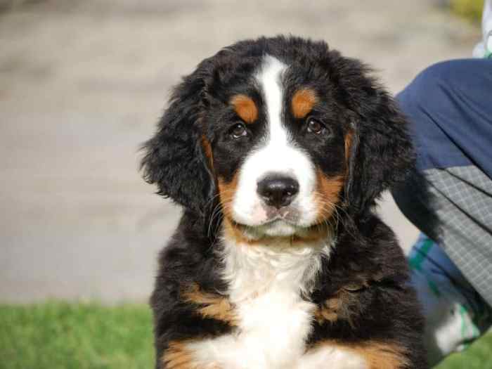 How much is a bernese mountain dog